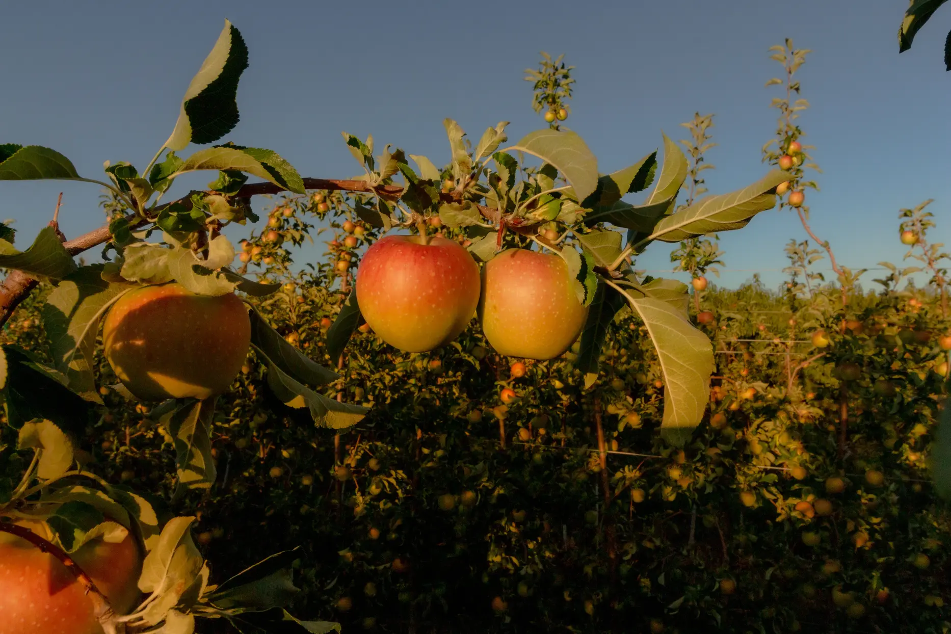 Snow Capped Cider taproom